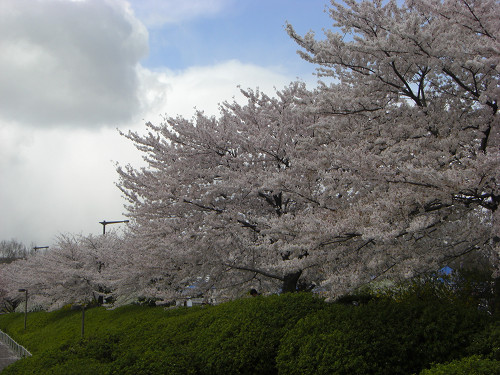 万博の桜は満開
