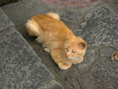 灯台へ向かう階段になぜか猫