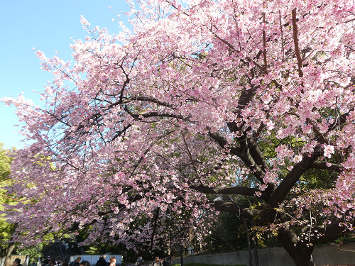 上野公園の早咲きの桜