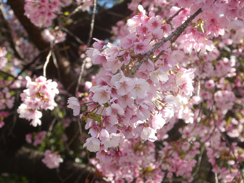 上野公園の早咲きの桜